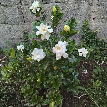 Hostel & Rooms Casa Maia 帕德隆 外观 照片